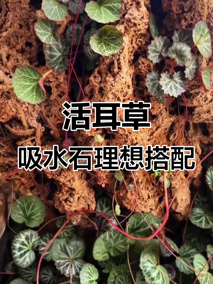 吸水石必备!活耳草打造可爱微景观,假山造景必选植物