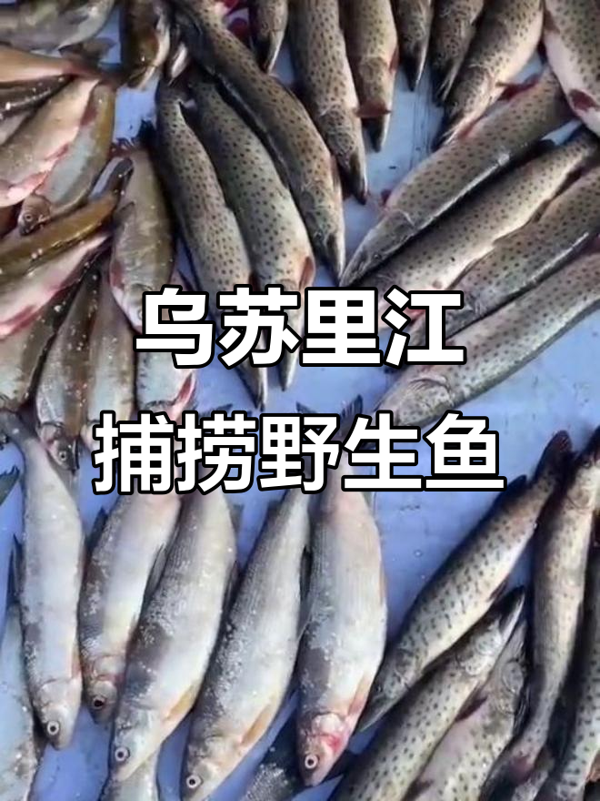 乌苏里江野生鱼大丰收，黑斑狗鱼、小白鱼一网打尽