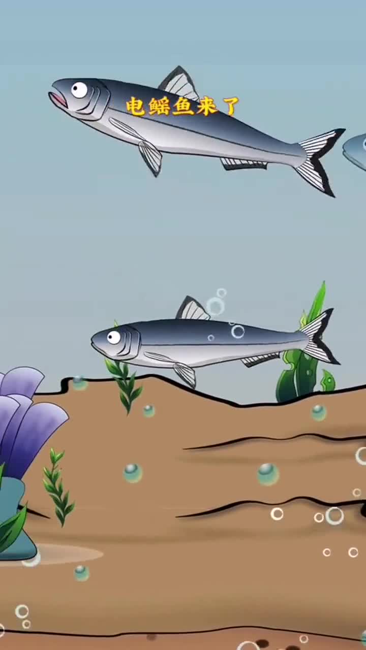 你知道吗?电鳐鱼放电电晕猎物后吞食!