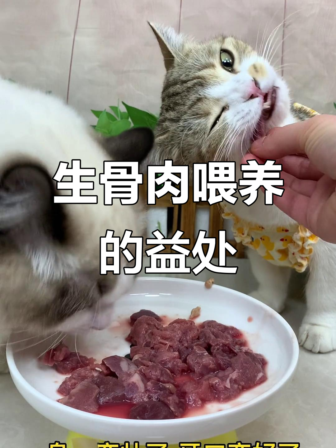 猫咪吃生骨肉的神奇好处,毛发更亮、身体更强壮