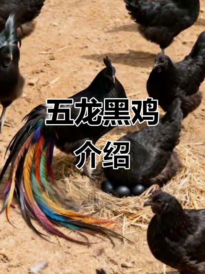 五龙凤凰鸡:黑壳长尾,营养价值高,市场受欢迎