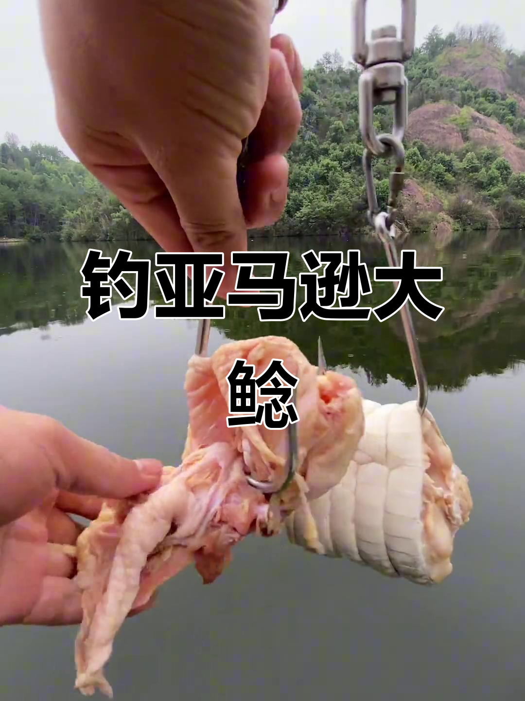 挑战亚马逊河流巨型鲶鱼,钩子用鳄鱼肉和老母鸡做饵