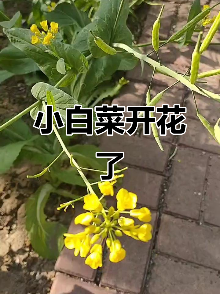 去年冬天种的小白菜,终于开花结籽了
