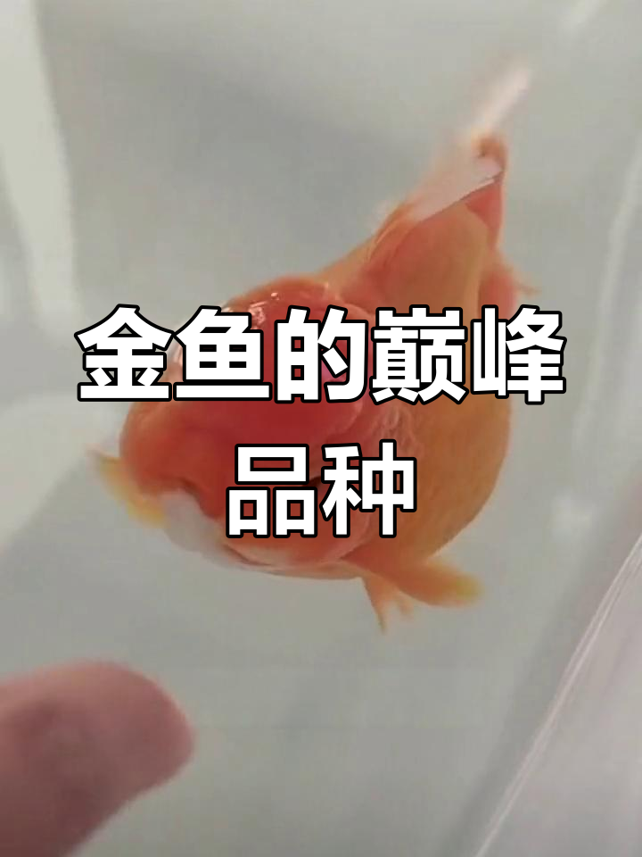 蓝兽金鱼:观赏鱼之巅