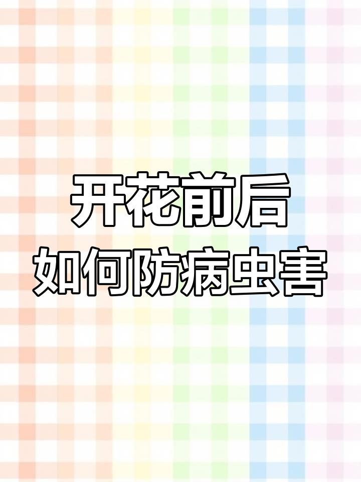 油菜开花前必须打药,防治菌核病和虫害
