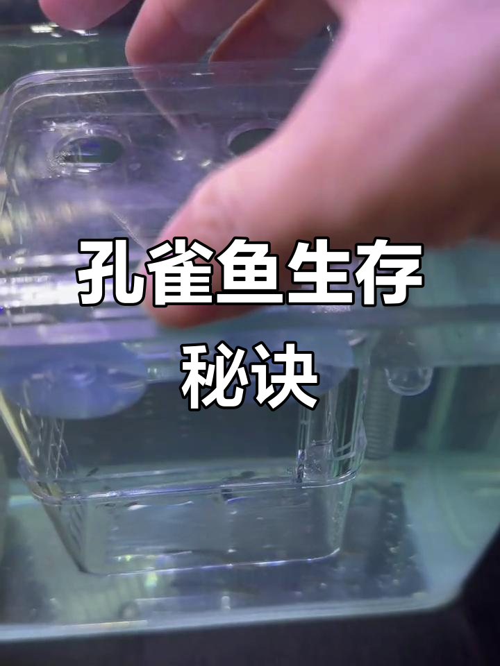 新生孔雀鱼成活率低?这两个因素不可忽视!