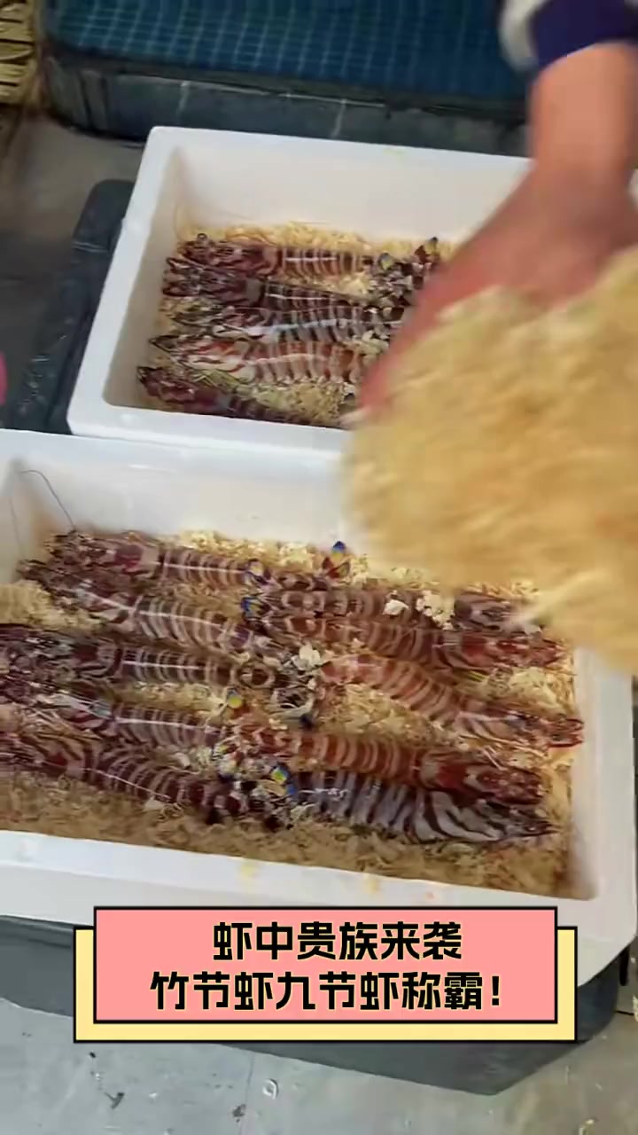 虾中贵族来袭,竹节虾九节虾称霸!