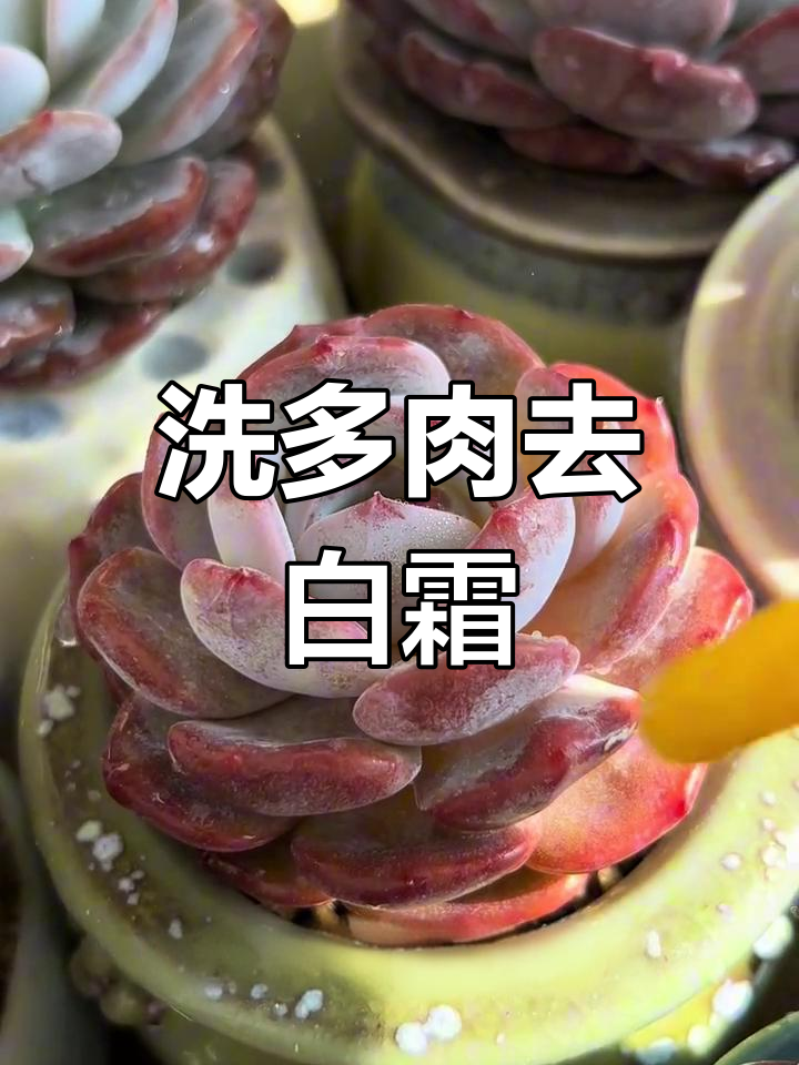 多肉白霜太厚?这样清洗吹干,颜值翻倍!