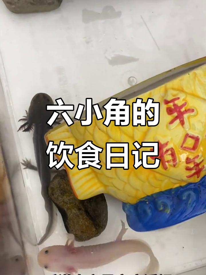 小六角恐龙鱼吃什么？从牛肉到小鱼，喂食全纪录