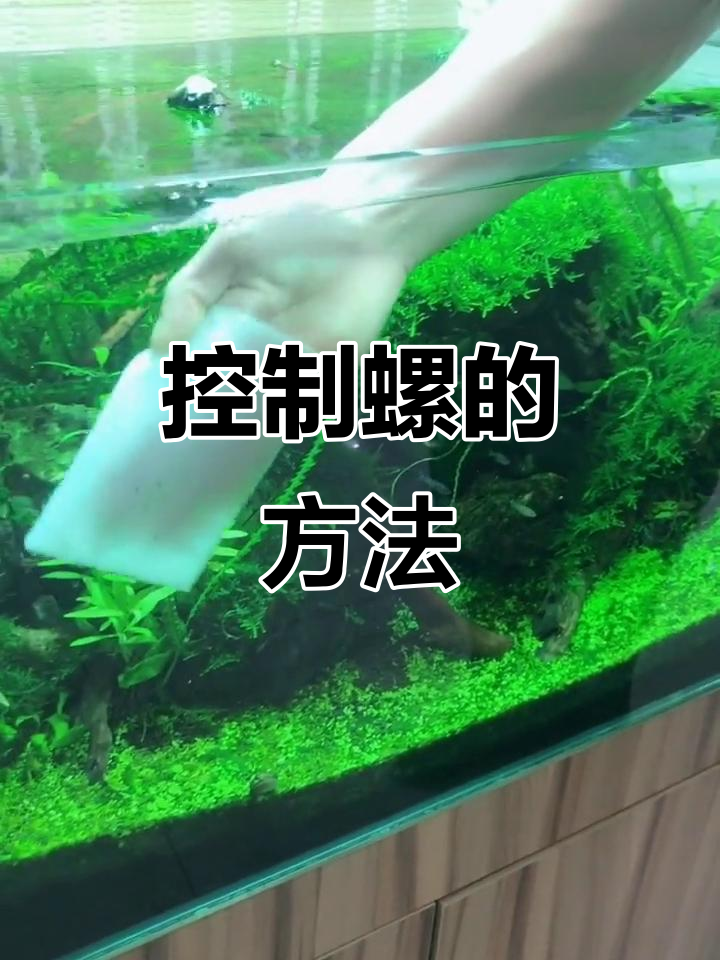 巧克力娃娃鱼能有效控制螺的繁殖,但需谨慎投放