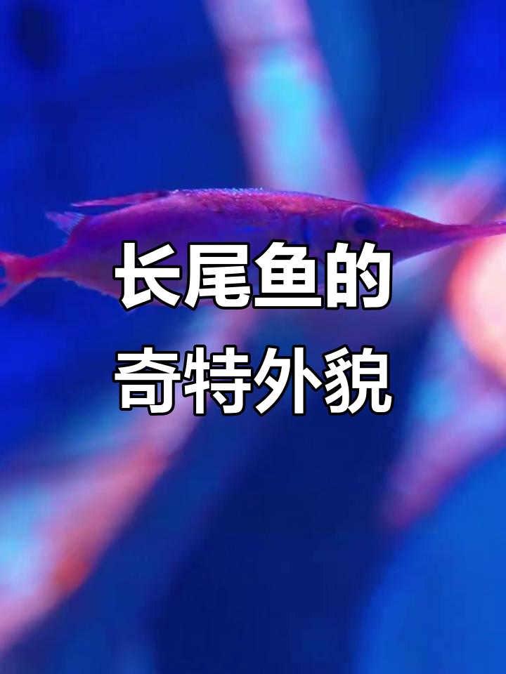 亚特水族馆的长尾鱼,流线形身体和独特贝奇鳍惊艳登场