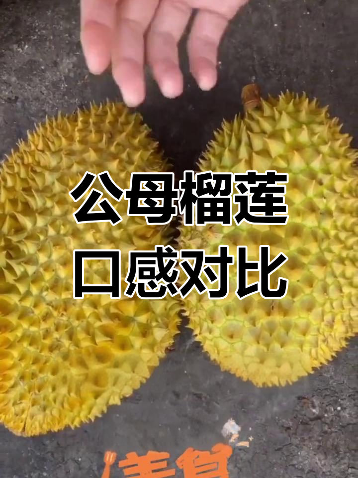 榴莲公母差异大揭秘
