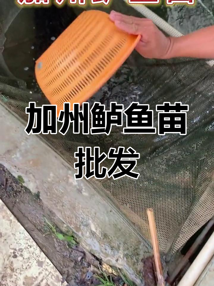 广东加州鲈鱼苗批发市场,提供多种优质鱼苗