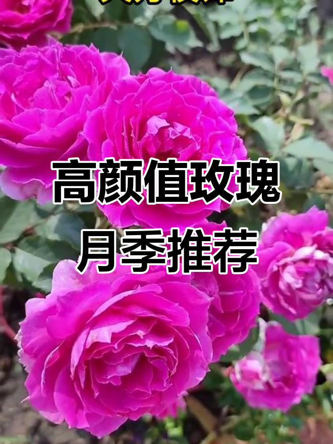 10种高颜值玫瑰月季,仙气飘飘让你爱不释手