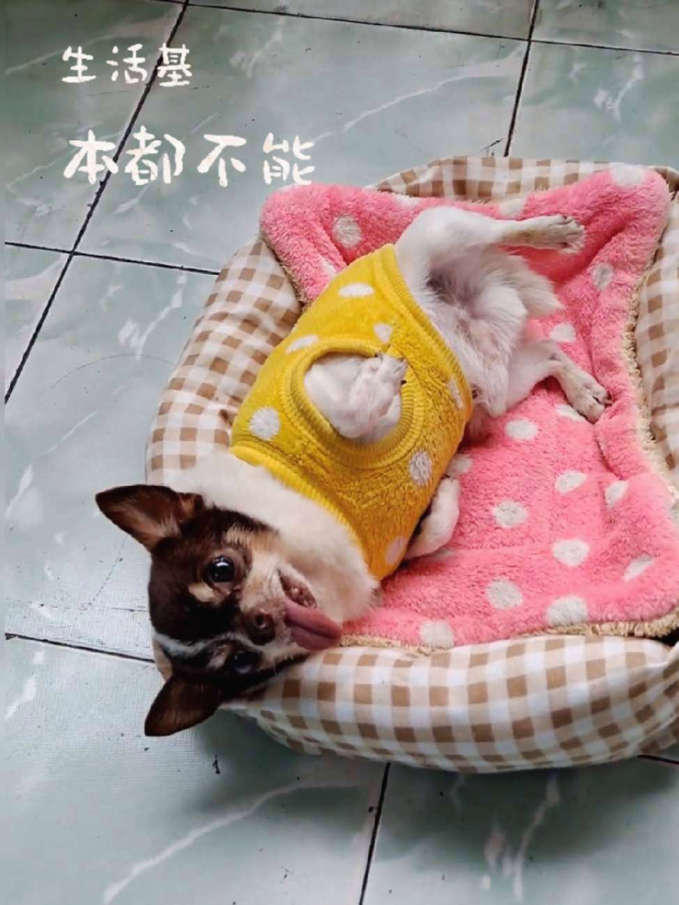 萌萌日常 萌宠日常记录 萌萌的小可爱 吉娃娃
