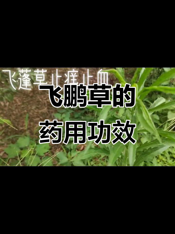 飞蓬草:清热利湿,散瘀消肿,治疗肠炎、胆囊炎等