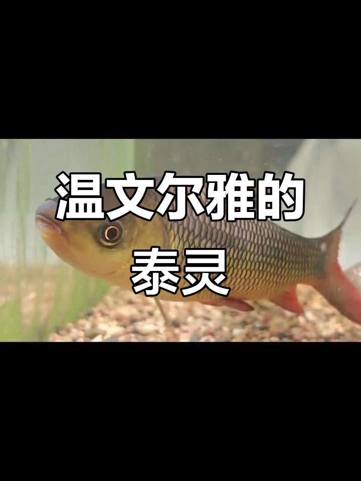 泰鲮:鱼缸中的温柔小天使,颜值与性格并存