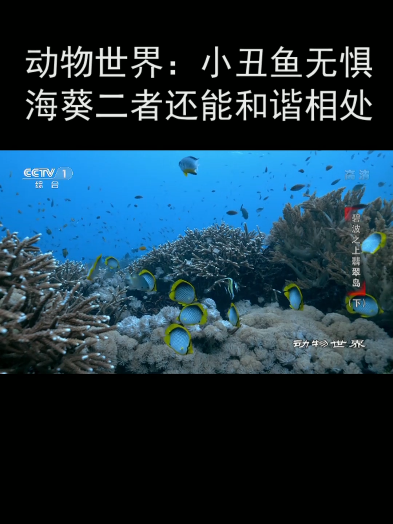 动物世界:小丑鱼无惧海葵二者还能和谐相处