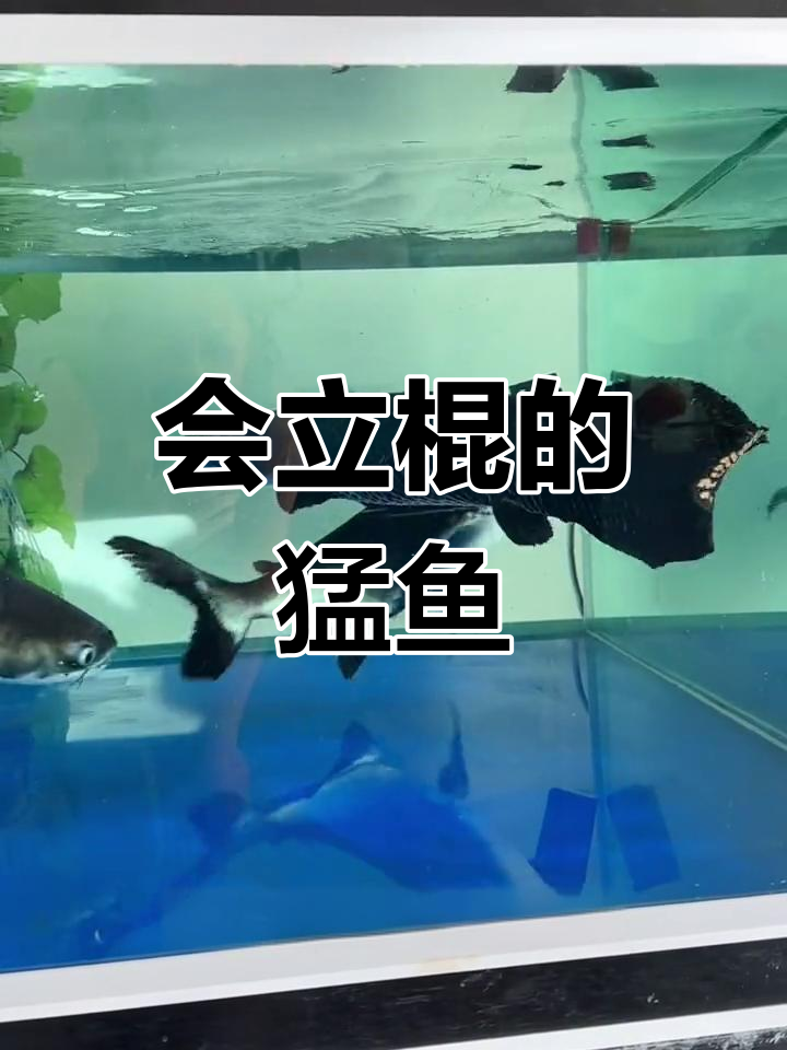 巨骨舌鱼与成吉思汗鲨鱼的奇妙互动
