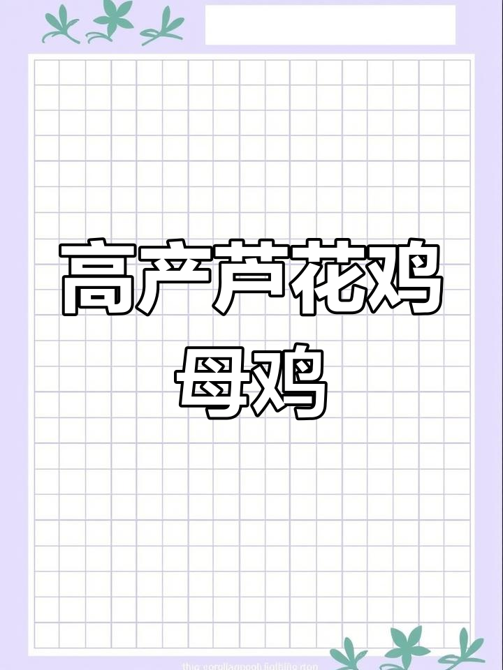 芦花鸡母鸡高产蛋,绿壳鸡蛋品质优良