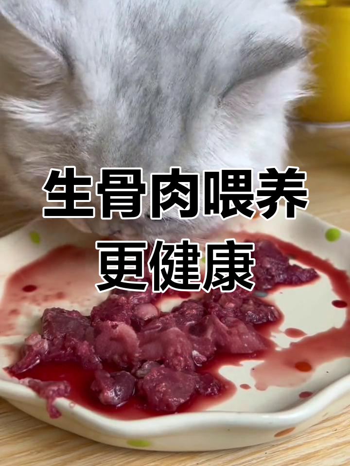 猫咪吃生骨肉的惊人好处,消化吸收率大幅提升