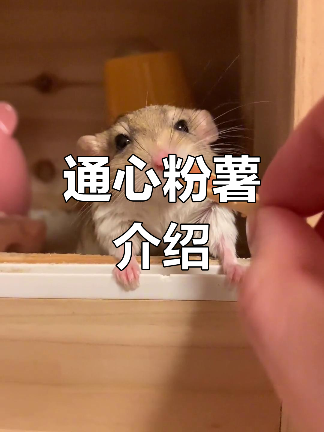 猪大肠妹妹的品种揭秘