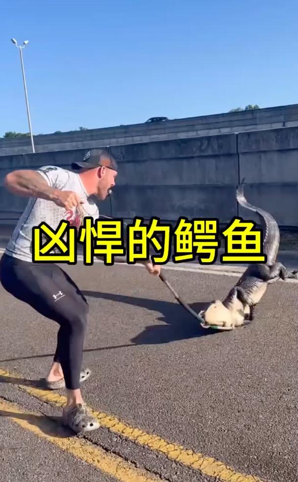 凶悍的鳄鱼，看怎么制服它