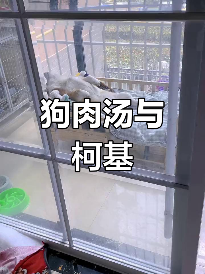 每天新鲜狗肉汤,柯基萌宠的独特美味