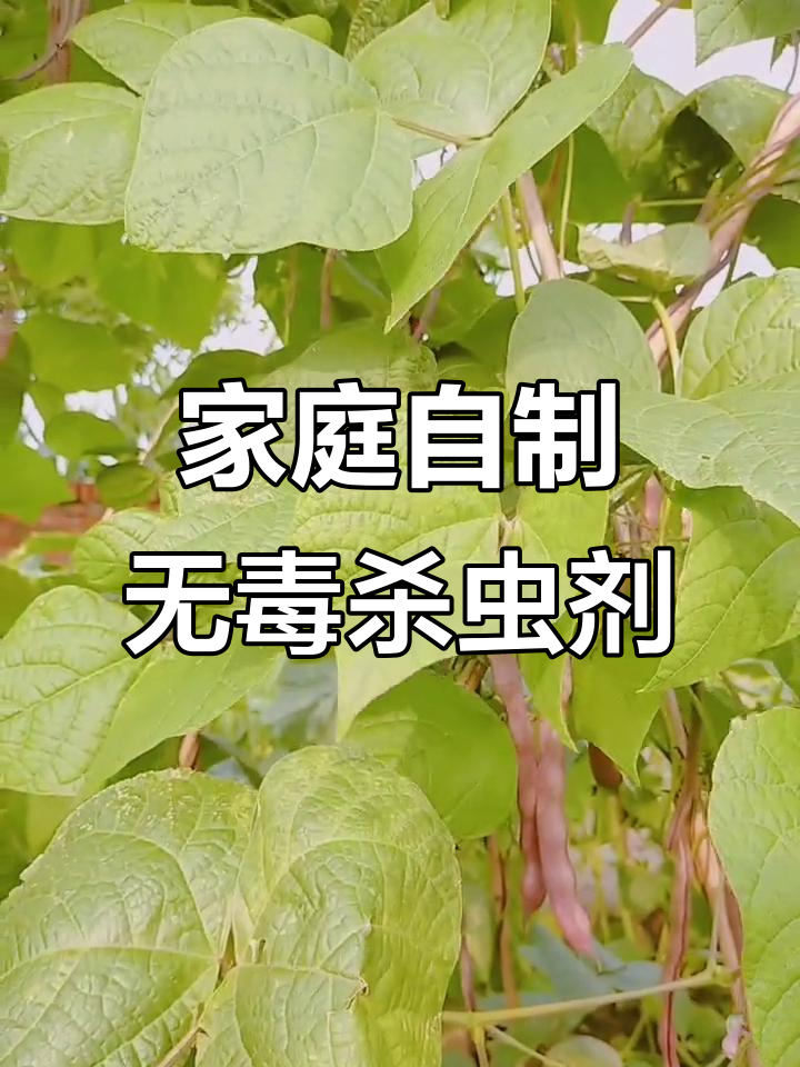 自制环保杀虫剂,瓜果蔬菜免受农药害