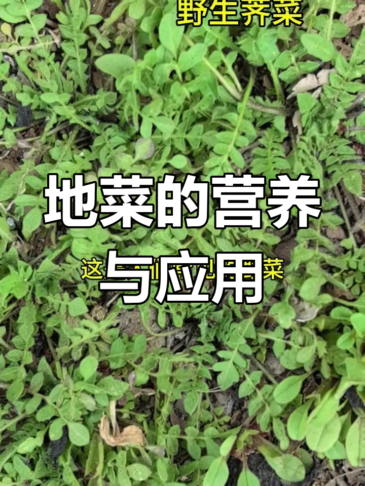 荠菜的多种吃法与药用价值