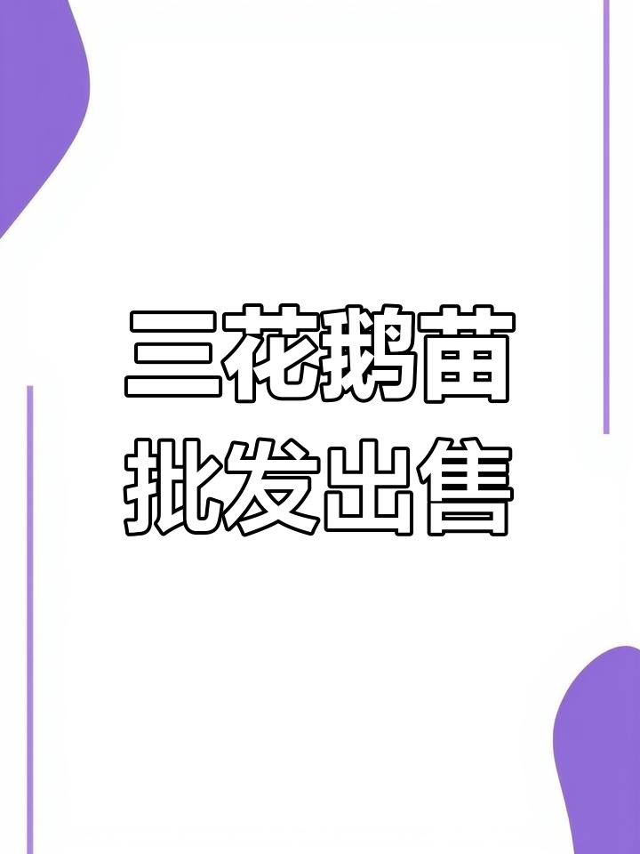 山西三花鹅苗批发,防疫到位、生长迅速