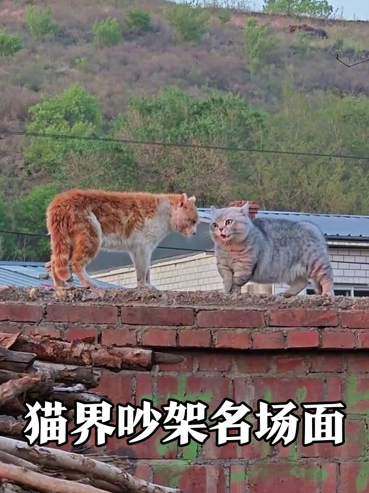 墙头两只猫吵架,橘白大佬VS灰胖怂包,网友笑喷:像极了村口大爷