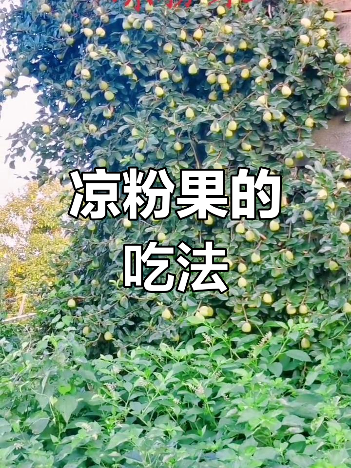 凉粉果采摘与制作全攻略