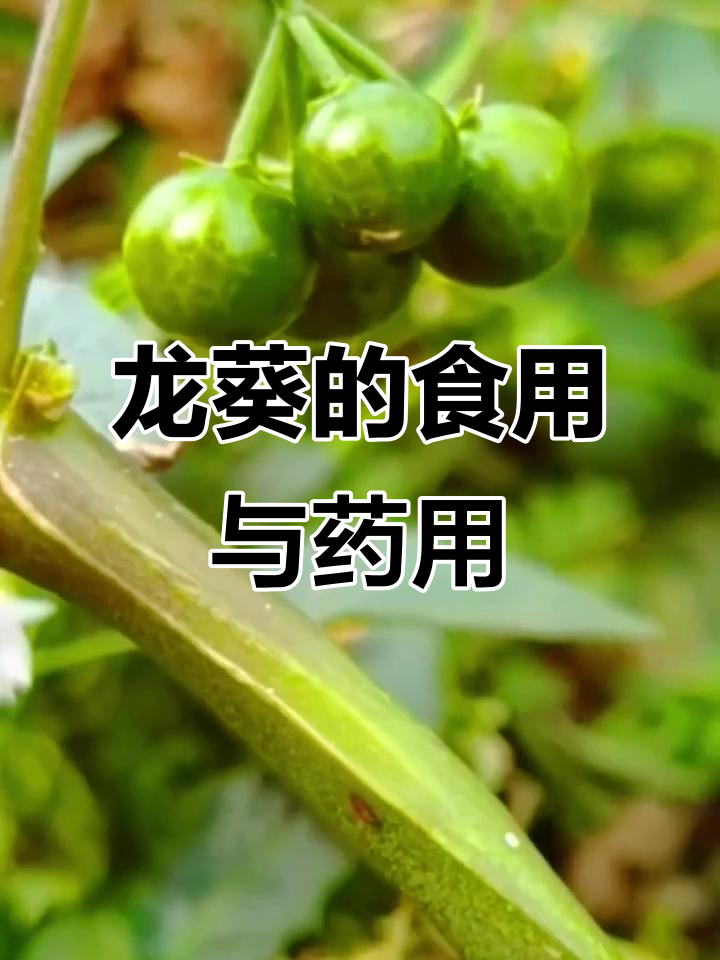 龙葵果实成熟才可食,未熟有毒;全草入药有清热解毒功效