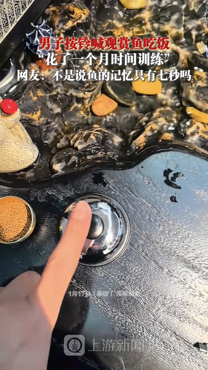 男子按铃喊观赏鱼吃饭,“花了一个月时间训练”