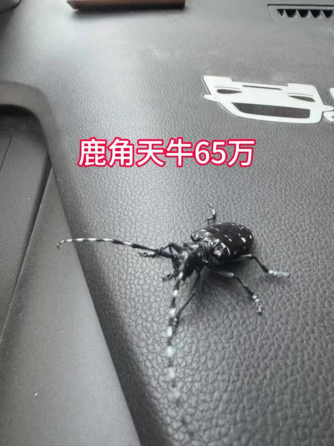 听说这玩意很贵啊?昆虫世界 鹿角天牛 天牛