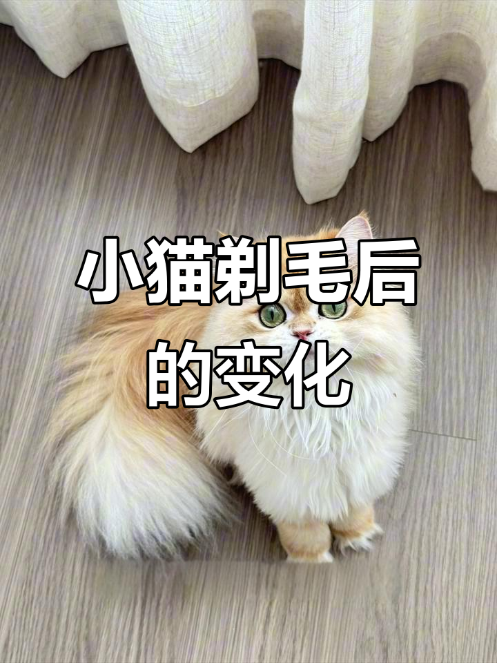 剃毛后的小猫如何逆袭,从“白斩鸡”到可爱小松鼠