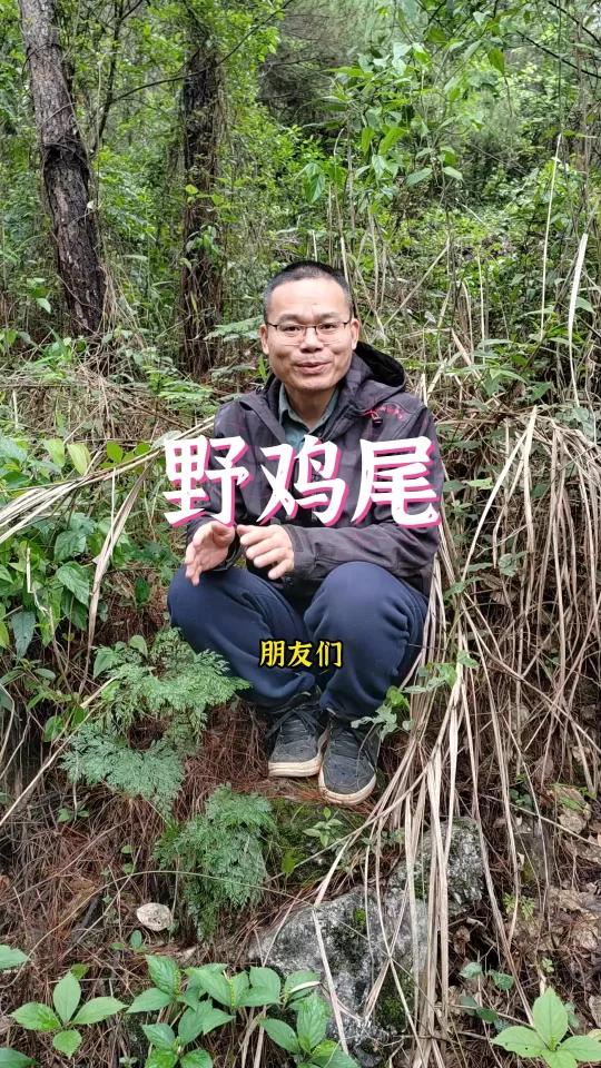 野鸡尾也是一种蕨类植物,你们见过吗?