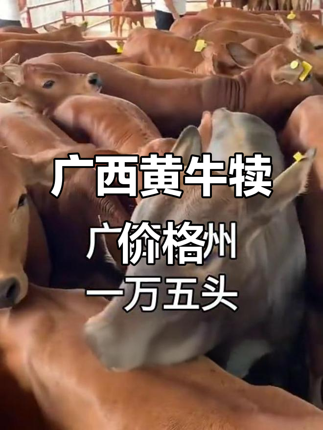 广西土牛犊价格大揭秘,300斤黄牛犊市场行情