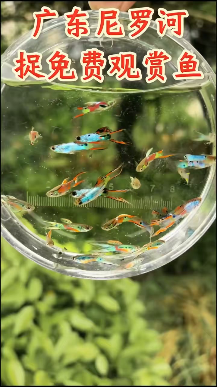 在广东尼罗河野采4种观赏鱼