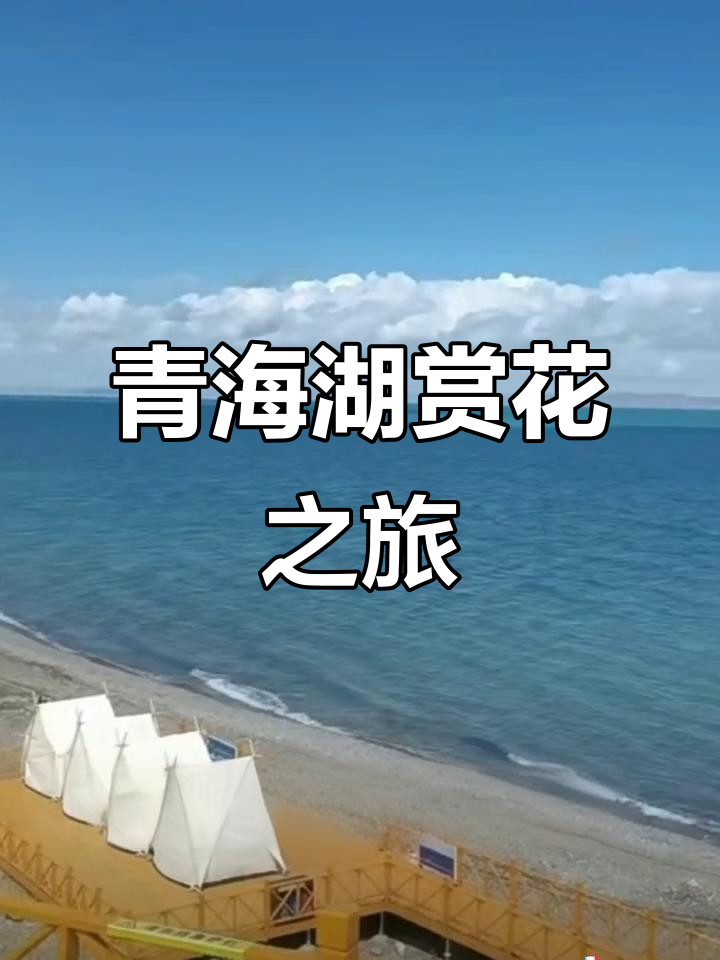 青海湖油菜花盛开,环湖自驾尽享美景与花香