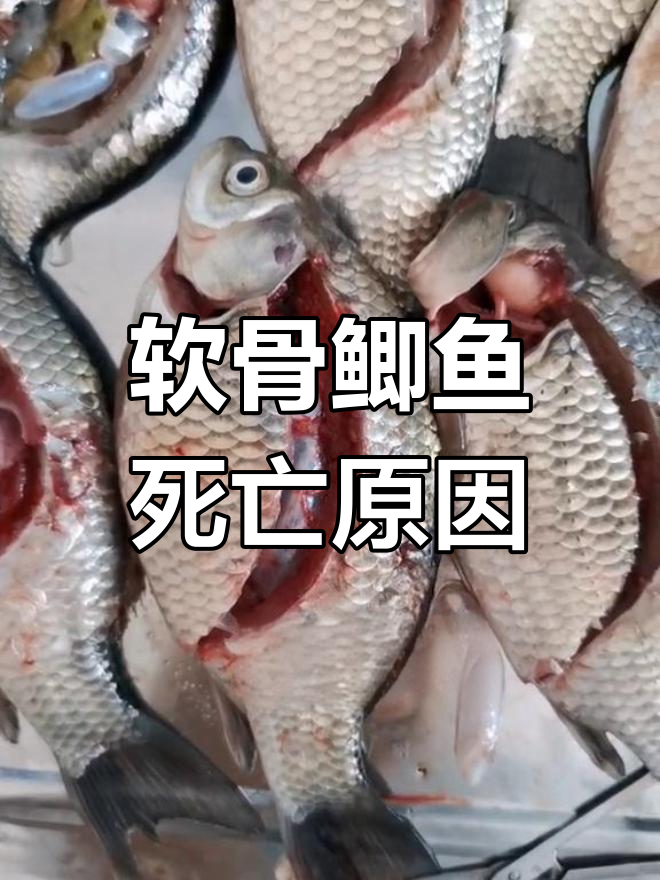 软骨鲫鱼肝胆病变,体表红渗血真相