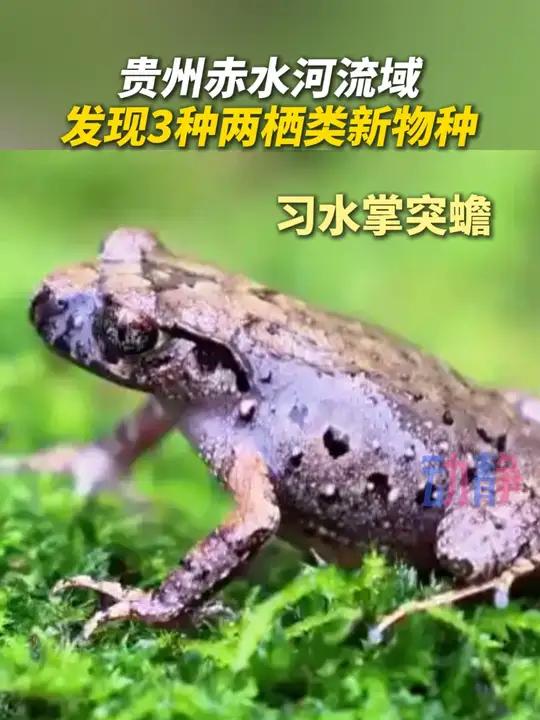 贵州赤水河流域发现三个两栖类全新物种 其中乌蒙山瘰螈、习水拟小鲵被列为为国家二级保护动物。