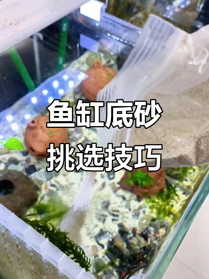 鱼缸底砂选择全攻略,打造完美造景与消化系统