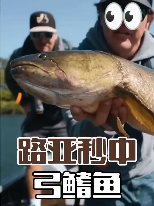 路亚秒中弓鳍鱼,一种活化石 钓鱼人就是这么疯狂 钓鱼 路亚 弓鳍鱼