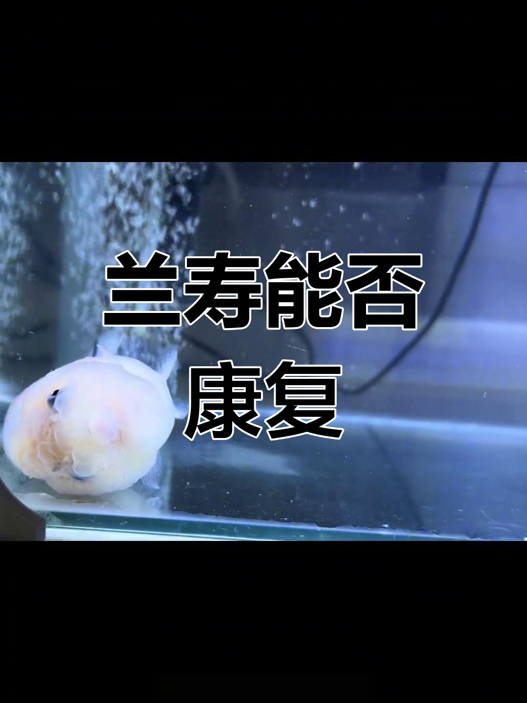 这条兰寿躺了一个月,我能让它恢复吗?