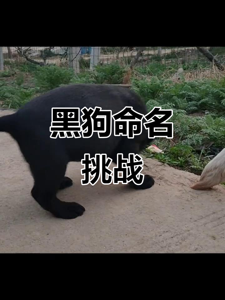给这只黑狗起个霸气又不带“黑”字的名儿,你能想到什么?