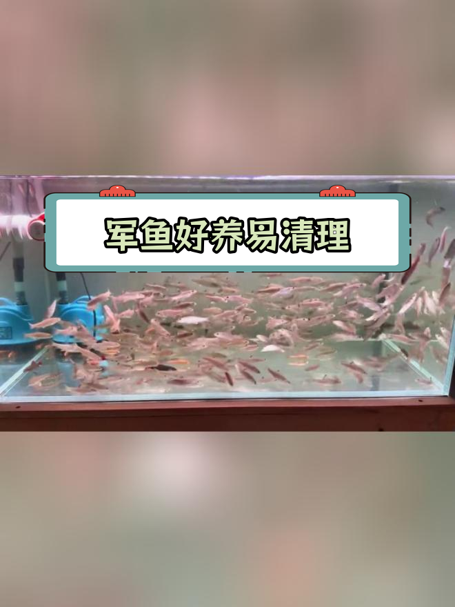 军鱼养殖轻松搞定,水清又快长