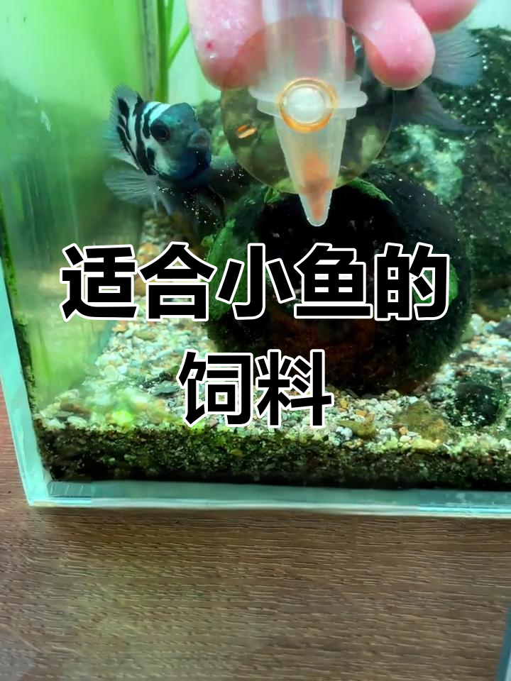 小鱼宝宝最爱的虾卵