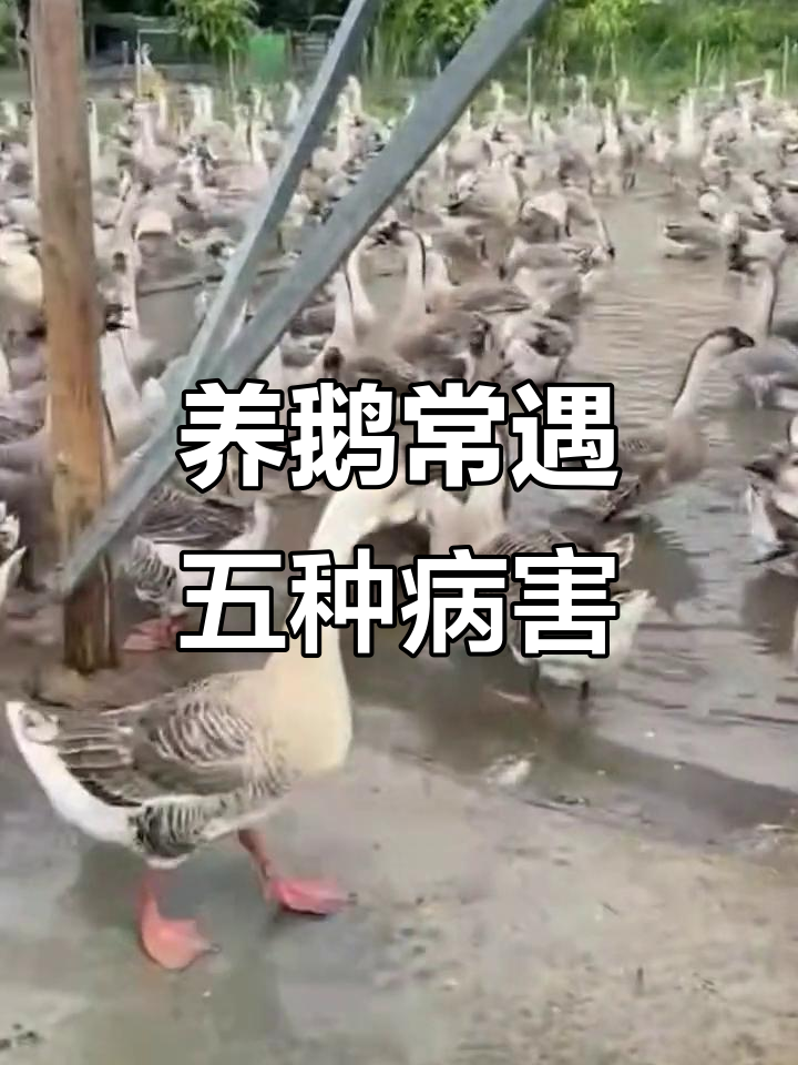 鹅病高发期与症状解析,养鹅人必看五大常见疾病